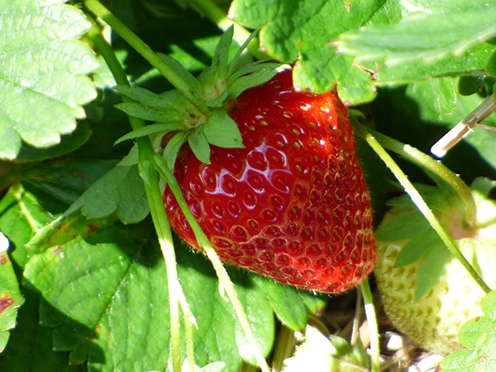 Hocharomatische Erdbeeren vom Feld